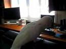 Goffin Cockatoo Molly