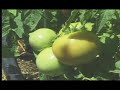 Living Green (Crown City News Pasadena 2007)