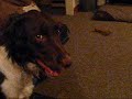 Click here to watch this video poorly dog