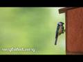 Bird - Dreamscene