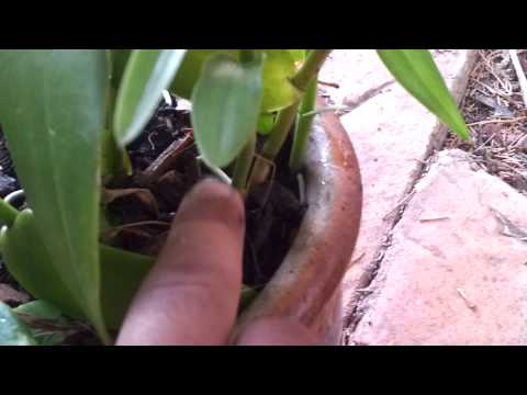 how to grow epidendrum orchids