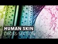videos de Hautschnitt/Cross section  of human skin