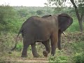 Elephant chase Lions away, Who is the King