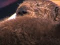 Baby sea otter - just can\ Baby sea otter - just can\