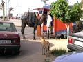 Maroc,Saidia,Camel