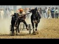India's Rural Olympics: Bulls and Strongmen Wow Crowds