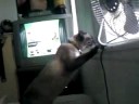 My Cat Cholie
