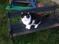 cat sitting on bench in wind
