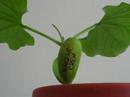 A Green approach that creates "BUZZ" with a Capital " B "
