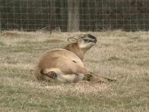 parturition -