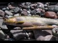 Salmon Forks Outfitters