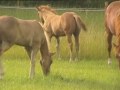 2009 dun it With Charm Foals