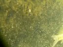 Il Rio Fiume visto da sotto  Natura Mediterraneo