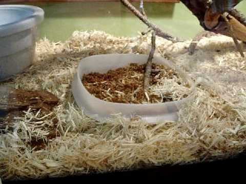 how to treat mites