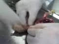 autopsia de valentino el pollo elizaldi