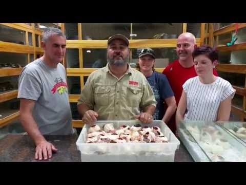 YouTube reptile video