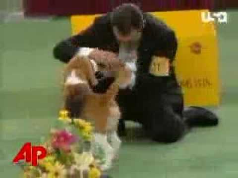 Beagle Is Numero Uno at Westminster