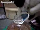 Cat Vs Lid