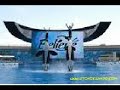 orcas are beautiful