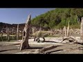 T-rex vs Anatotitan