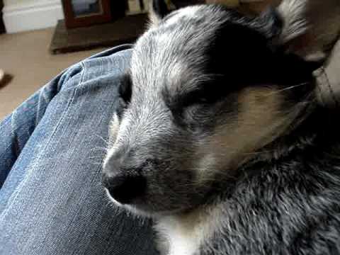 blue heeler