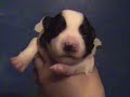 Border Collie Puppies From Birth to 2 weeks old Border Collie Puppies From Birth to 2 weeks old