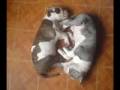 ahhh pitbulls unicos