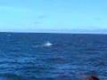 Whalewatching safari off Andenes