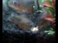 pacus eating crab
