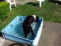 Border Collie video