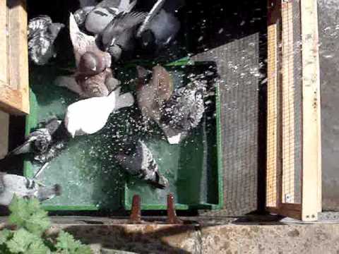 pigeon racing