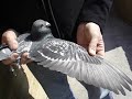 pigeon racing