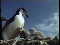 Antarcticarap