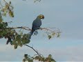 Lears Macaw Part III Lears Macaw Part III