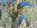 videos de Lears Macaw Part III