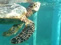 モルディブでウミガメに遭遇 ウミガメ