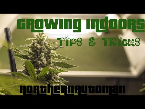 how to grow autoflowering strains