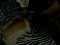 Munchie gets a new home