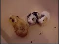 Guinea Pig Bathtime - Very cute!