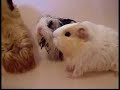 Guinea Pig Bathtime - Very cute!