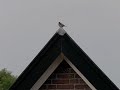 mus op dak, house sparrow on the roof
