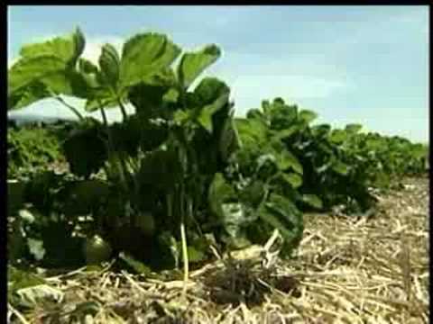how to fertilize strawberries