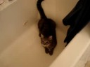 Cat Mouthing Off Cat Mouthing Off