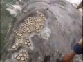 Amazingly Friendly Whale