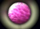 Flip Mino Test with Microscope Eyepiece 2