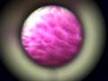Flip Mino Test with Microscope Eyepiece 2