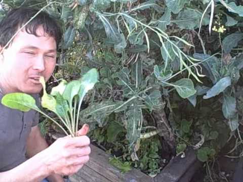 how to harvest guava