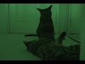 Moja vs Seyah - Night Fight