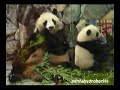 Panda Baby begin walking around and ...