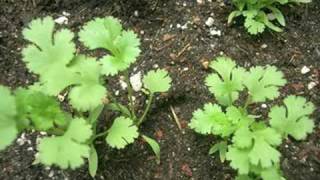 Time Lapse Experiment: Cilantro